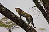 TANZANIA - Serengeti National Park - Leopardo - 10